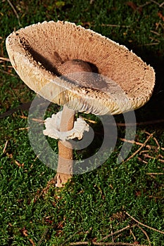 Macrolepiota procera, parasol mushrooms close up.