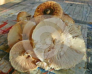 Macrolepiota procera. It will be a delicious meal!