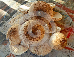 Macrolepiota procera. It will be a delicious meal!