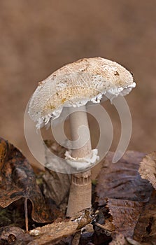 Macrolepiota rhodosperma (syn. Macrolepiota konradii ) is a fungus in the family Agaricaceae