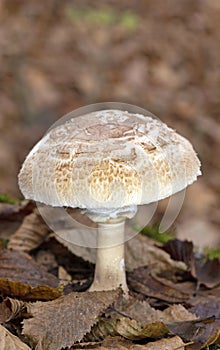Macrolepiota rhodosperma (syn. Macrolepiota konradii ) is a fungus in the family Agaricaceae