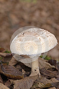 Macrolepiota rhodosperma (syn. Macrolepiota konradii ) is a fungus in the family Agaricaceae