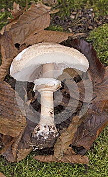 Macrolepiota rhodosperma (syn. Macrolepiota konradii ) is a fungus in the family Agaricaceae