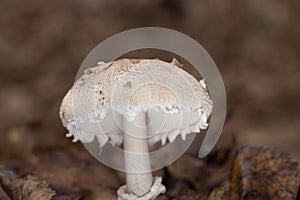 Macrolepiota rhodosperma (syn. Macrolepiota konradii ) is a fungus in the family Agaricaceae