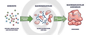 Macromolecules formation from subunits to ribosomes assembles outline diagram