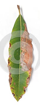 Macronutrient deficient mango leaves isolated on white background, mango leaves with leaf disease