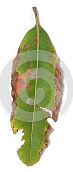 Macronutrient deficient mango leaves isolated on white background, mango leaves with leaf disease