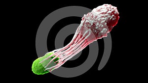 A macrophage