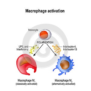 Macrophage. Activation and polarization