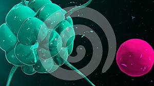Macrophage binding with t cell
