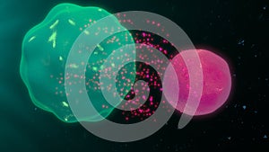 Macrophage binding with t cell