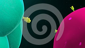 Macrophage binding with t cell