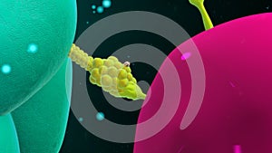 Macrophage binding with t cell photo