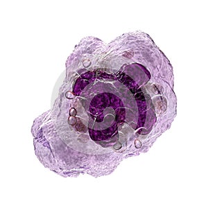 A macrophage cell, 3D illustration