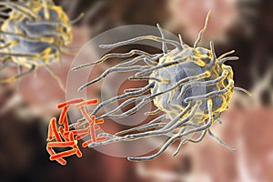 Macrophage engulfing tuberculosis bacteria