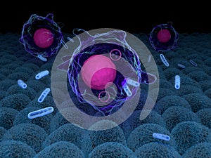 Macrophages engulfing bacteria