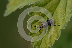 Macrophoto of a bug soldier beetle sitting on a green leaf