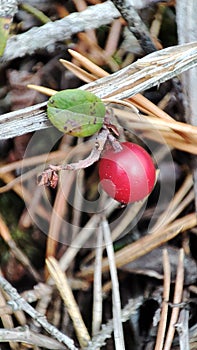 Macrophoto of cranberries in the forest