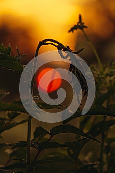 Macrophoto of grass at dawn