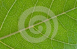 Macrophoto of a green leaf.