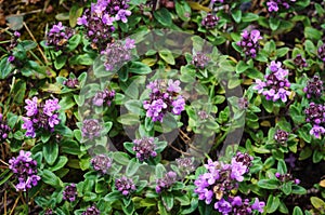 The macrophoto of herb Thymus serpyllum, Breckland thyme. Breckland wild thyme, creeping thyme, or elfin thyme blossoms close up.