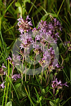 The macrophoto of herb Thymus serpyllum, Breckland thyme. Breckland wild thyme, creeping thyme, or elfin thyme blossoms close up.