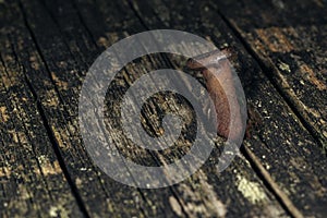 Macrophoto of old rusty croocked nail driven into old wood