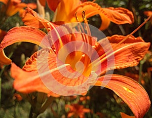 Macrophoto of the orange daylily