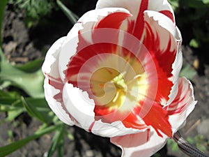 Macrophoto of the red-white tulip