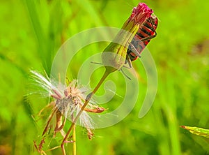 Macrophoto,serangga