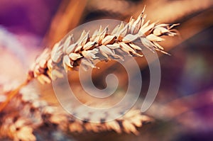 Macrophoto of Wheat. Full of Ripe Grains, Golden Ears of Wheat or Rye on a Field