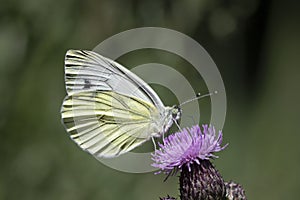 Macrophoto of a white butterfly