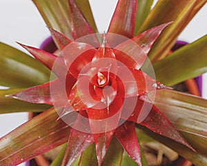 Macrophotograph. Close-up of the plant guzmania lingulata of the family bromeliaceae.