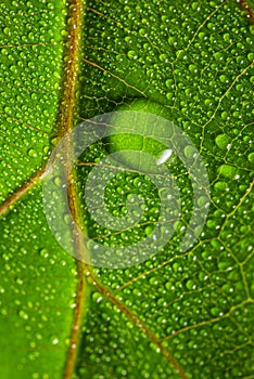 macrophotograph of a dewy tropical leaf