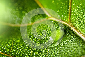 macrophotograph of a dewy tropical leaf