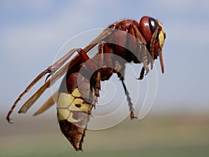 Macrophotograph of a huge Eastern hornet orientalis Vespa against a blue sky on a Sunny summer day.