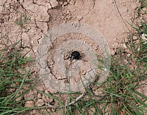 Macrophotograph of a large black beetle Pimelia capito with a dent in the shell crawling on the ground red-brown.