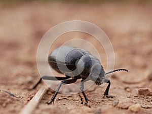 Macrophotograph of a large black beetle Pimelia capito with a dent in the shell crawling on the ground red-brown.