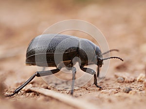 Macrophotograph of a large black beetle Pimelia capito with a dent in the shell crawling on the ground red-brown.