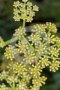 Macrophotographie of a wild flower - Crithmum maritimum