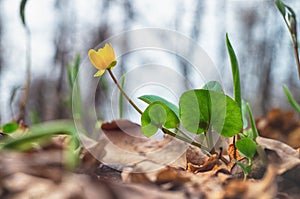 Macrophotography beauty wild spring nature. Small yellow flower in forest on the background of dry leaves