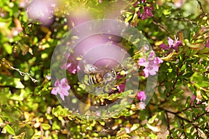 Bee Pollinating A Pink Flower