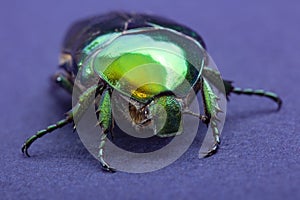 Macrophotography of beetle bronze, Ð¡etonia aurata