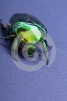 Macrophotography of beetle bronze, Ð¡etonia aurata