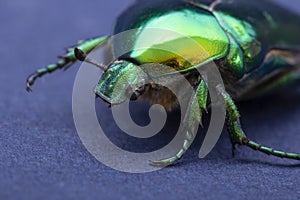 Macrophotography of beetle bronze, ÃÂ¡etonia aurata photo