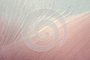 Macrophotography of a bird`s feather. Bird feather close, pink fluff, stripes and streaks