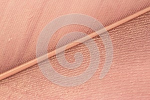 Macrophotography of a bird`s feather. Bird feather close, pink fluff, stripes and streaks