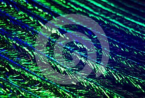 Macrophotography of a bird`s feather with multicolored reflections