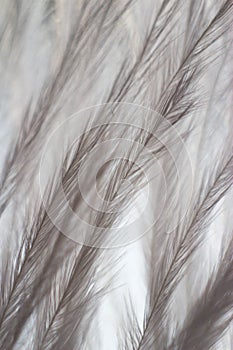 Macrophotography of a bird`s feather with multicolored reflections