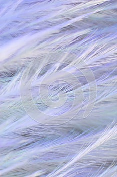 Macrophotography of a bird`s feather with multicolored reflections